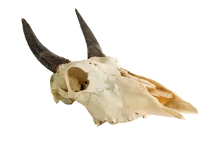 Weathered Nilgai Skull: #1: Gallery Item 
