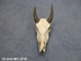 Weathered Nilgai Skull: #1: Gallery Item - 15-243-W1-G10 (Y2P)
