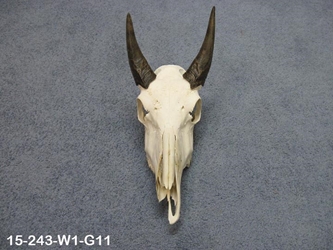 Weathered Nilgai Skulls: #1: Gallery Item 