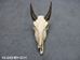 Weathered Nilgai Skull: #1: Gallery Item - 15-243-W1-G11 (Y2P)