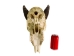 Weathered Nilgai Skull: #2: Gallery Item - 15-243-W2-G09 (Y3HRG)