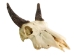 Weathered Nilgai Skull: #2: Gallery Item - 15-243-W2-G09 (Y3HRG)