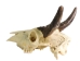 Weathered Nilgai Skull: #2: Gallery Item - 15-243-W2-G09 (Y3HRG)