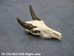 Weathered Nilgai Skull: #2: Gallery Item - 15-243-W2-G09 (Y2P)