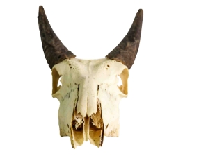 Weathered Nilgai Skull: #2: Gallery Item 