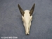 Weathered Nilgai Skull: #2: Gallery Item - 15-243-W2-G09 (Y2P)