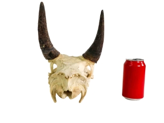 Weathered Nilgai Skull: #2: Gallery Item 