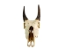 Weathered Nilgai Skull: #2: Gallery Item - 15-243-W2-G11 (Y3HRB)