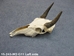 Weathered Nilgai Skull: #2: Gallery Item - 15-243-W2-G11 (Y2P)