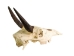 Weathered Nilgai Skull: #2: Gallery Item - 15-243-W2-G11 (Y3HRB)