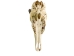 Weathered Nilgai Skull: #2: Gallery Item - 15-243-W2-G11 (Y3HRB)
