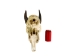 Weathered Nilgai Skull: #2: Gallery Item - 15-243-W2-G11 (Y3HRB)