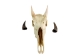 Weathered Nilgai Skull: #2: Gallery Item - 15-243-W2-G11 (Y3HRB)