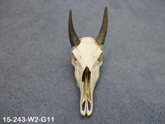 Weathered Nilgai Skulls: #2: Gallery Item 