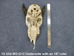 Weathered Nilgai Skull: #2: Gallery Item - 15-243-W2-G12 (Y)