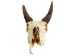 Weathered Nilgai Skull: #2: Gallery Item - 15-243-W2-G12 (Y3HRB)