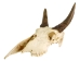 Weathered Nilgai Skull: #2: Gallery Item - 15-243-W2-G12 (Y3HRB)