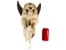 Weathered Nilgai Skull: #2: Gallery Item - 15-243-W2-G12 (Y3HRB)