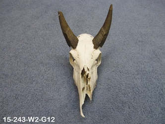 Weathered Nilgai Skulls: #2: Gallery Item 
