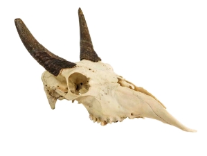 Weathered Nilgai Skull: #2: Gallery Item 
