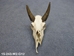 Weathered Nilgai Skull: #2: Gallery Item - 15-243-W2-G12 (Y)