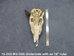 Weathered Nilgai Skull: #3: Gallery Item - 15-243-W3-G05 (Y3I)