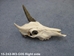 Weathered Nilgai Skull: #3: Gallery Item - 15-243-W3-G05 (Y3I)