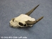 Weathered Nilgai Skull: #3: Gallery Item - 15-243-W3-G06 (Y2P)