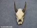 Weathered Nilgai Skull: #3: Gallery Item - 15-243-W3-G06 (Y2P)