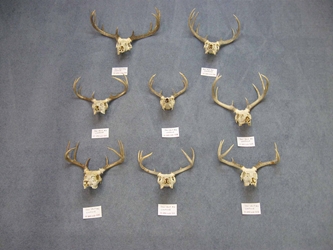 Weathered Deer Skull: #2: Gallery Item 