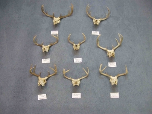 Weathered Deer Skull: #2: Gallery Item 