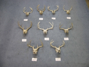 Weathered Deer Skull: #2: Gallery Item 