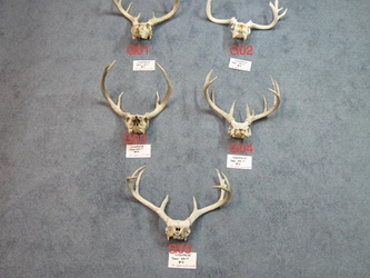 Weathered Deer Skull: #4: Gallery Item 
