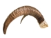 Weathered Audad Skull: Gallery Item - 15-245-W-G02 (Y3HRB)
