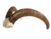 Weathered Audad Skull: Gallery Item - 15-245-W-G02 (Y3HRB)