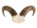 Weathered Audad Skull: Gallery Item - 15-245-W-G02 (Y3HRB)