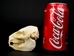 Rock Hyrax Skull: Gallery Item - 15-250-G01 (N10)