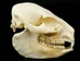 Rock Hyrax Skull: Gallery Item - 15-250-G01 (N10)