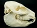 Rock Hyrax Skull: Gallery Item - 15-250-G02 (Y2I)