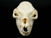 Rock Hyrax Skull: Gallery Item - 15-250-G02 (Y2I)