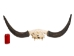 Yak Skull: Gallery Item - 15-256-G02 (Y3B)