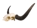 Yak Skull: Gallery Item - 15-256-G02 (Y3B)