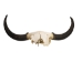 Yak Skull: Gallery Item - 15-256-G02 (Y3B)