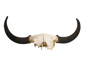Yak Skull: Gallery Item 