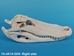 Alligator Skull: #1: Gallery Item - 15-4A14-G04 (Y1L)