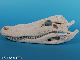 Alligator Skull: #1: Gallery Item 
