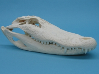 Alligator Skull: #1: Gallery Item 