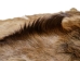 Springbok Skin: #1: Natural Black: Gallery Item - 155-1-NB-G102 (Y1FRF)