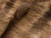 Springbok Skin: #1: Natural Black: Gallery Item - 155-1-NB-G105 (Y1FRF)
