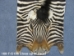 Zebra Skin: Trophy Grade: Gallery Item - 168-T-G106 (Y1LRH)
